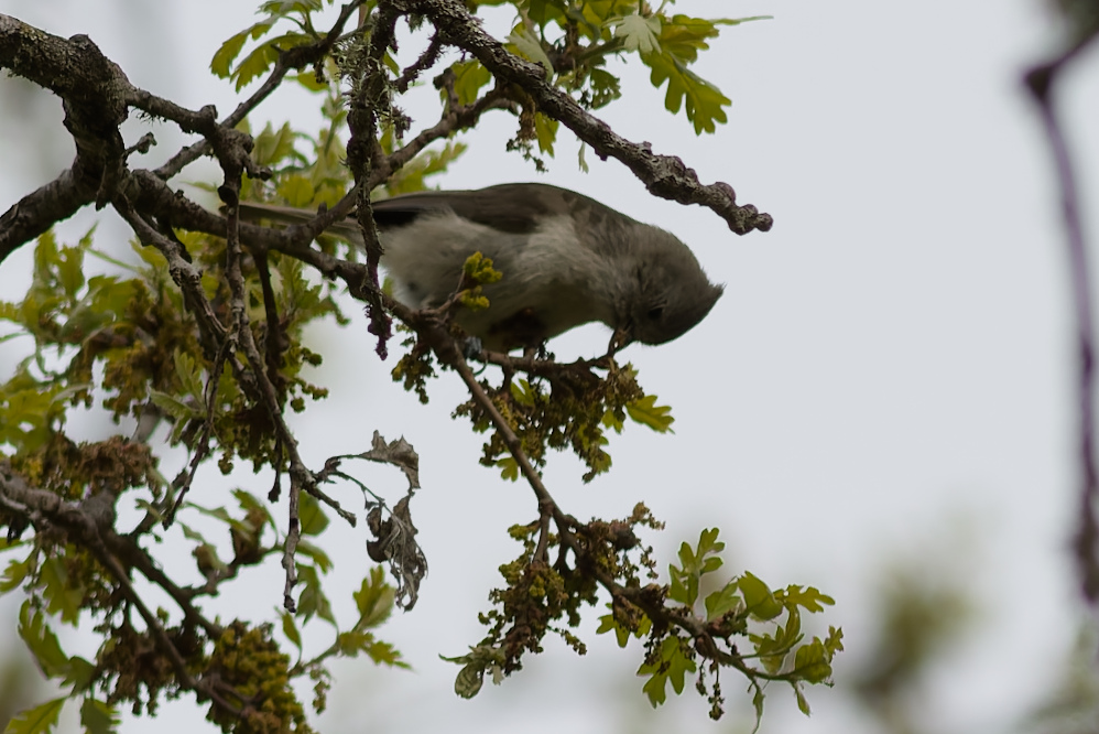 Grijze mees (Baeolophus inornatus)